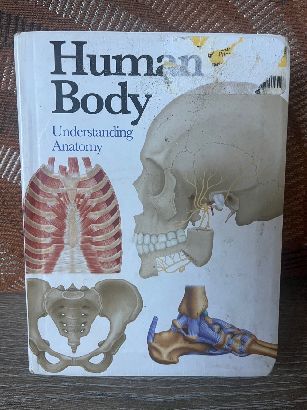 Human Body Understanding Anatomy by Amber Books